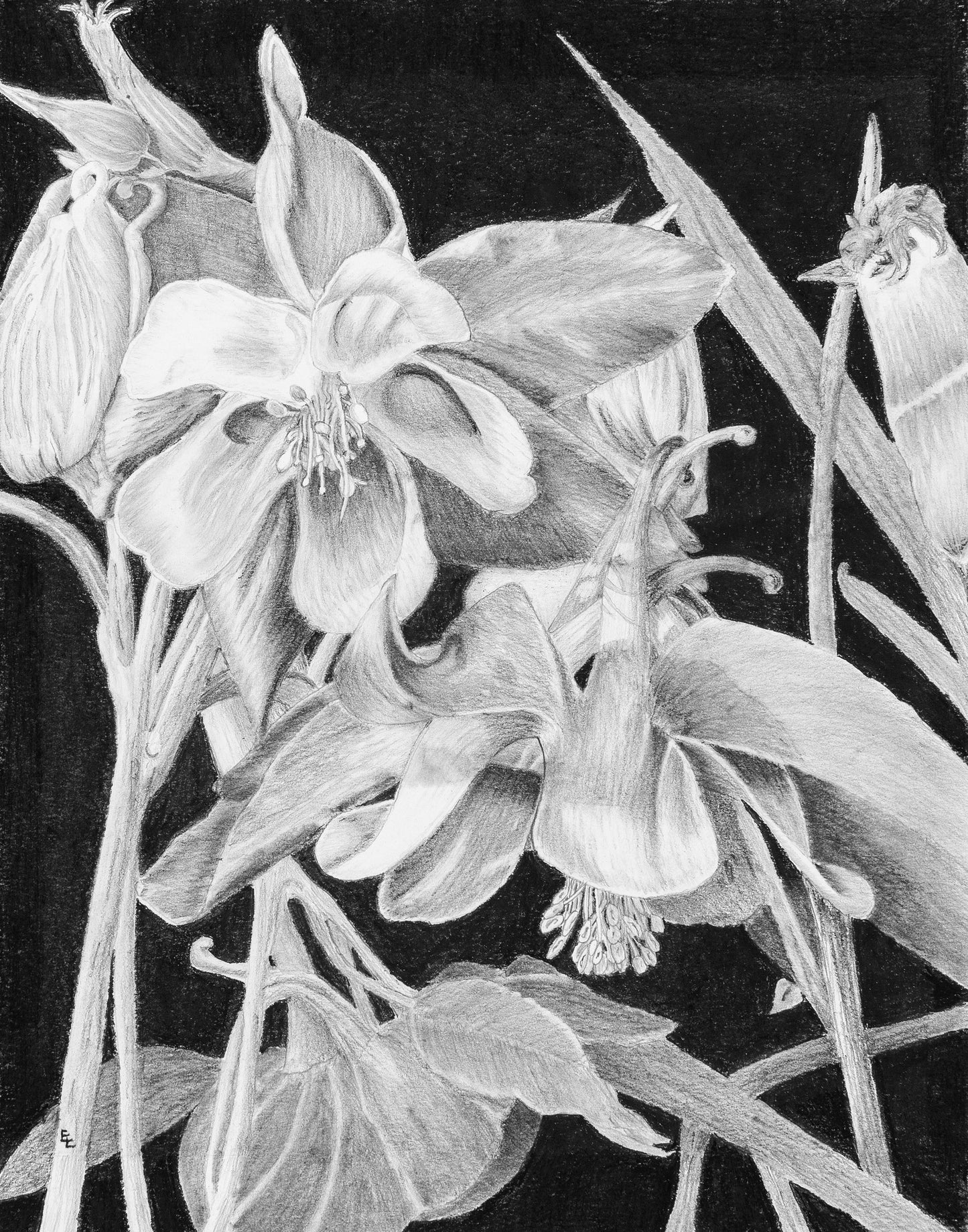 Columbine Print