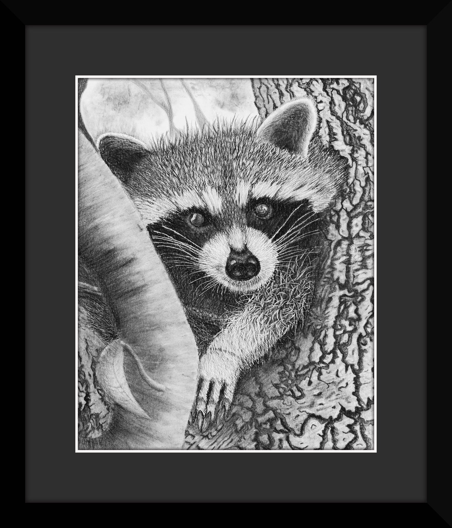 Baby Raccoon Original