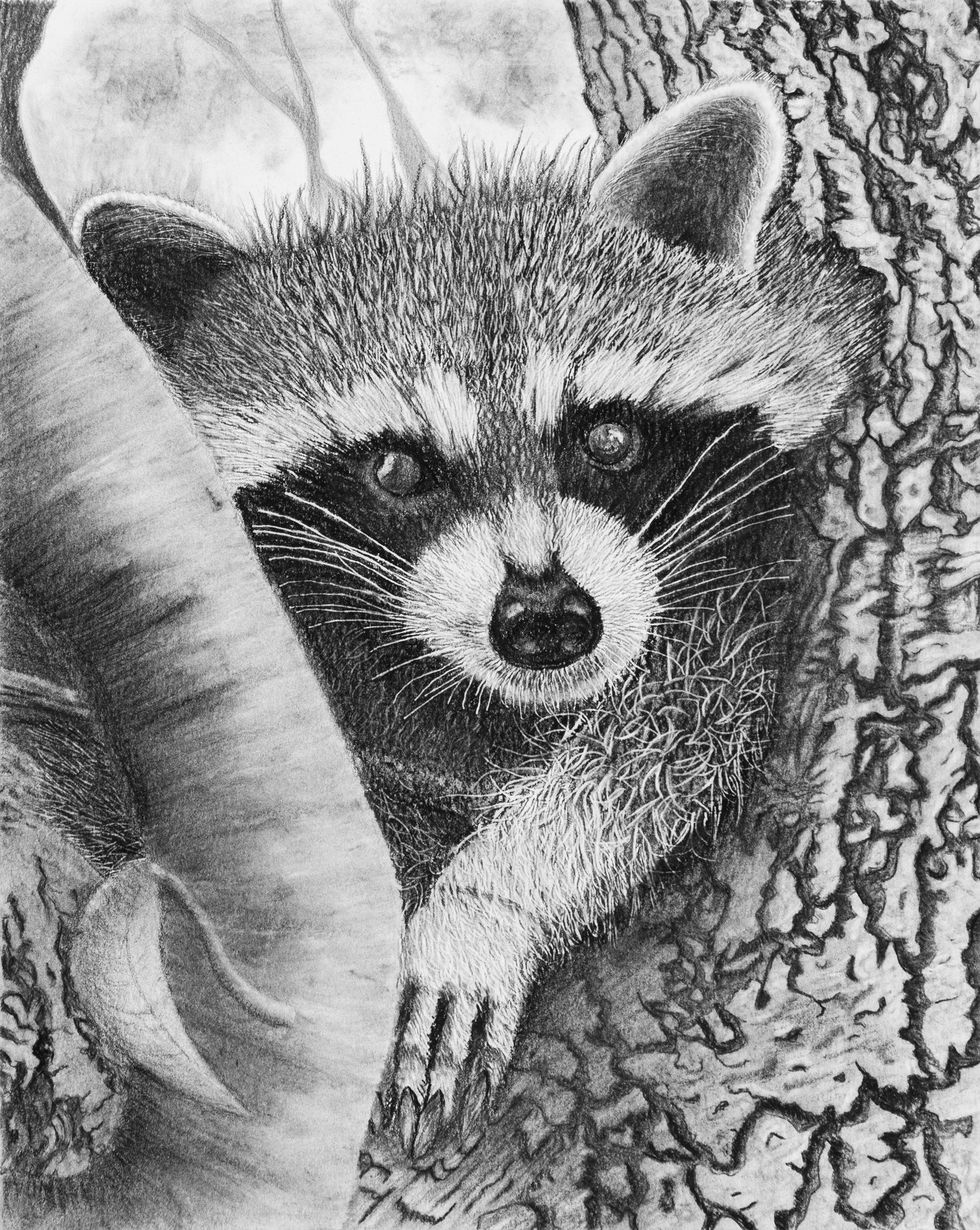 Baby Raccoon Print