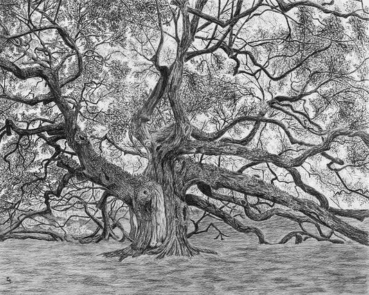 Old Oak Tree Print